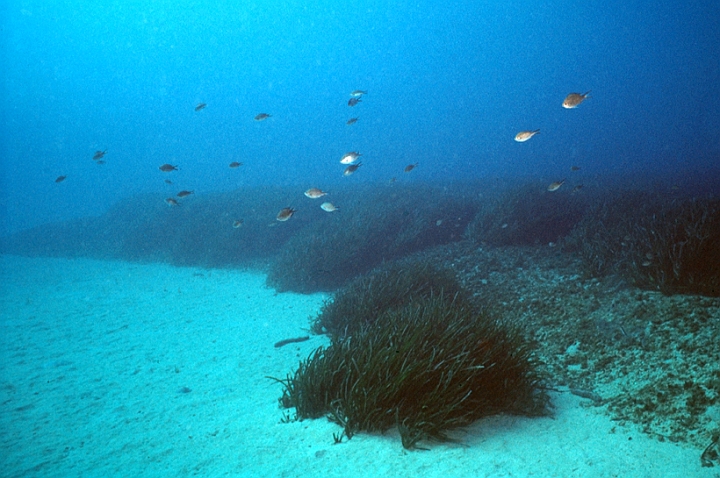 03 Posidonia.jpg - produce ossigeno attraverso la fotosintesi:1 mq genera 10-15 litri al giorno di ossigeno.